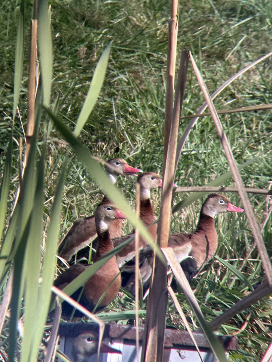 Black-bellied Whistling-Duck - ML644094265