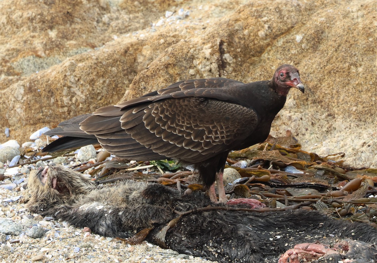 Urubu à tête rouge - ML644094266