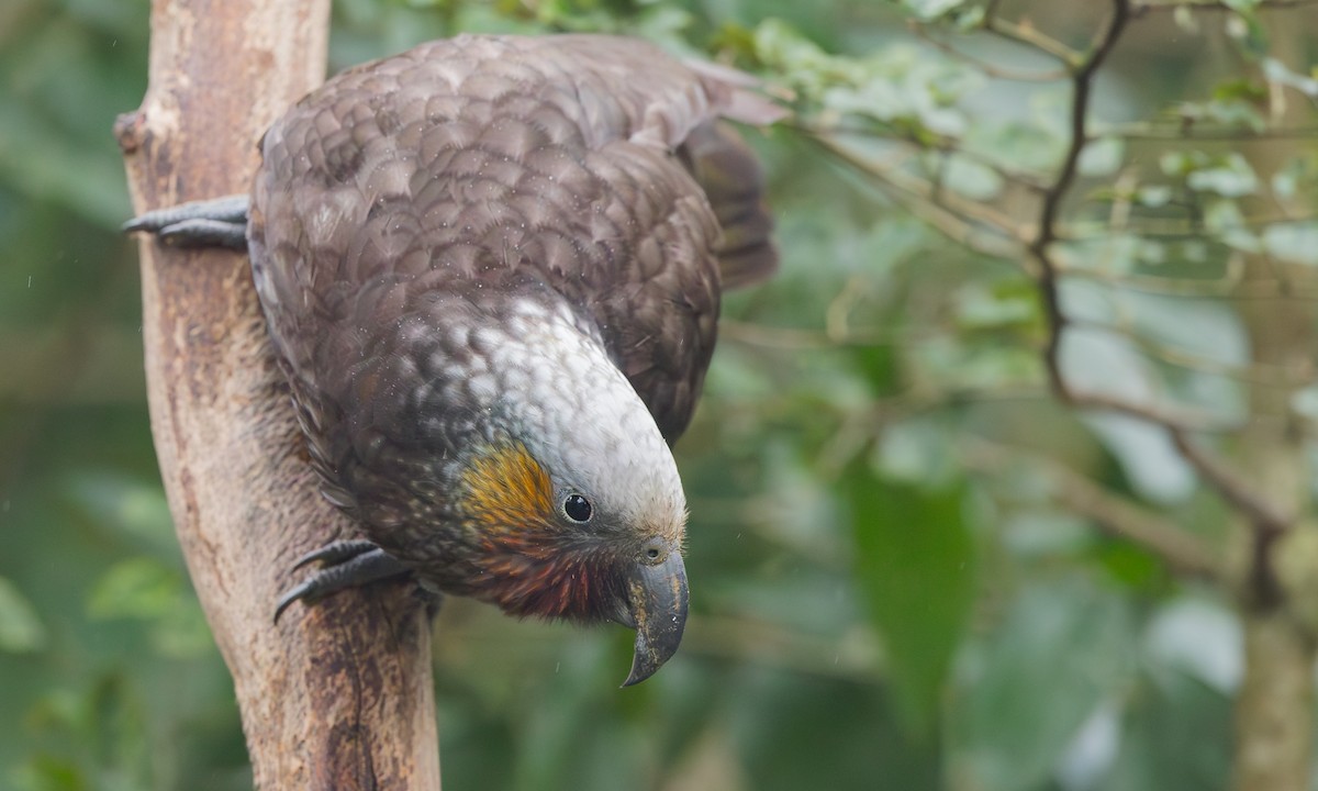New Zealand Kaka - ML644094270