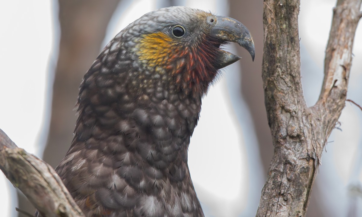 New Zealand Kaka - ML644094271