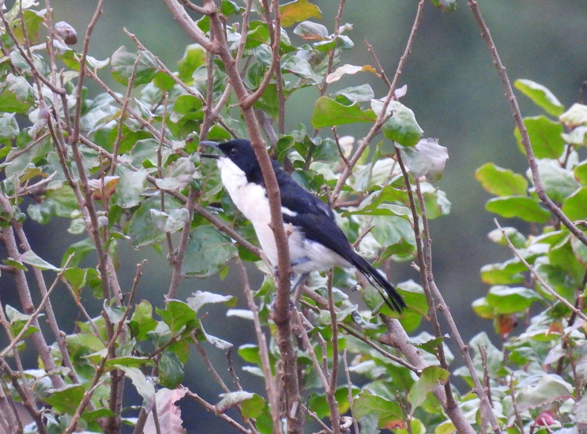 Tropical Boubou - ML644094275