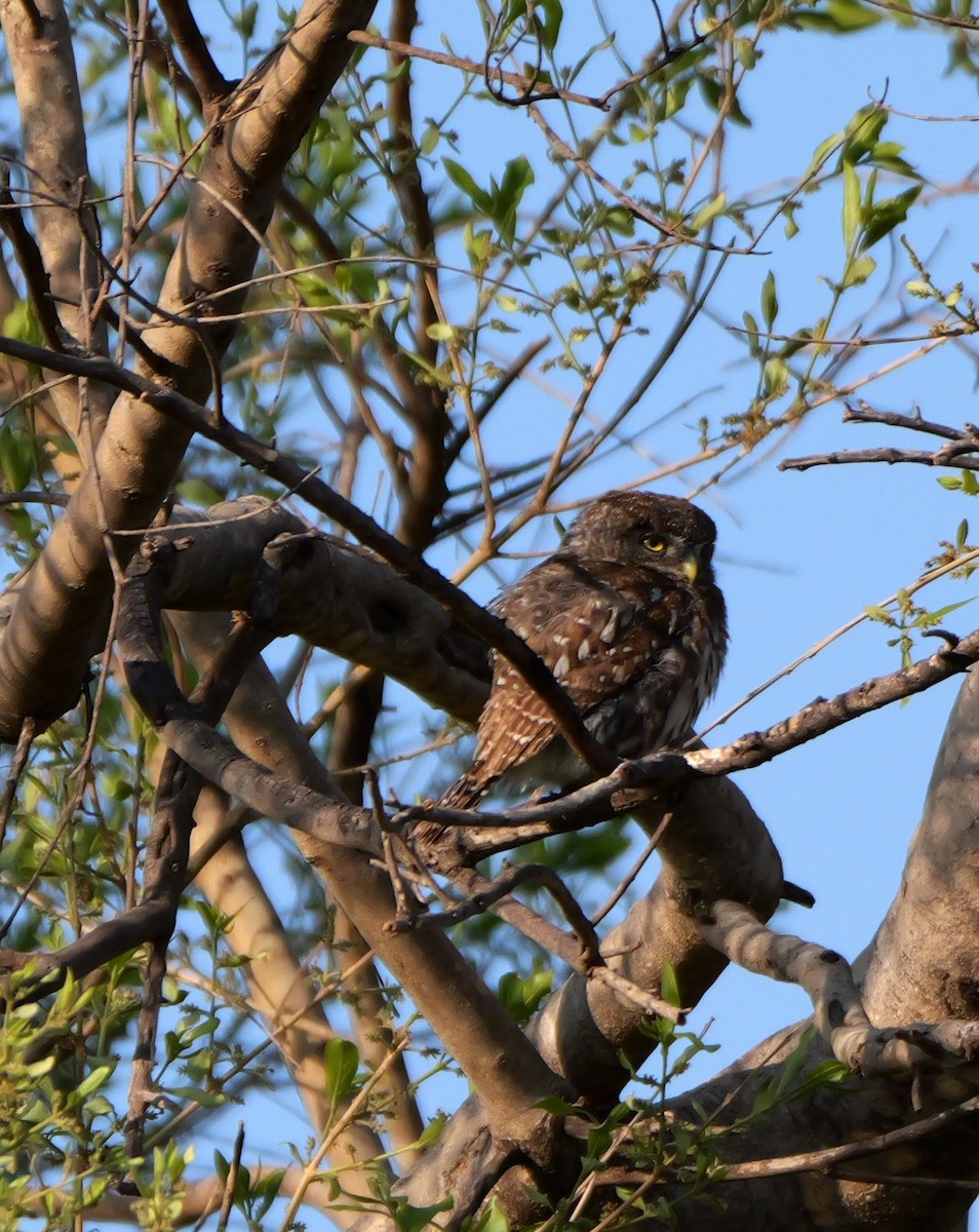 Pearl-spotted Owlet - ML644094278