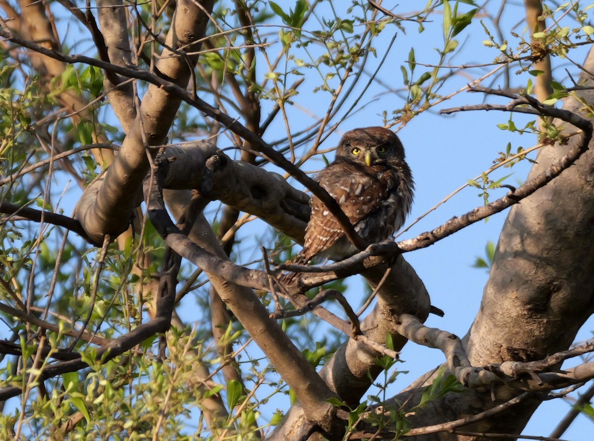 Pearl-spotted Owlet - ML644094279