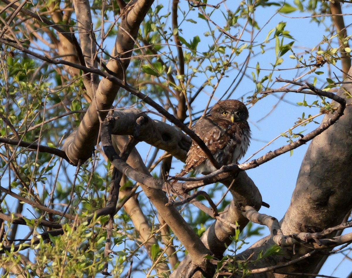 Pearl-spotted Owlet - ML644094280