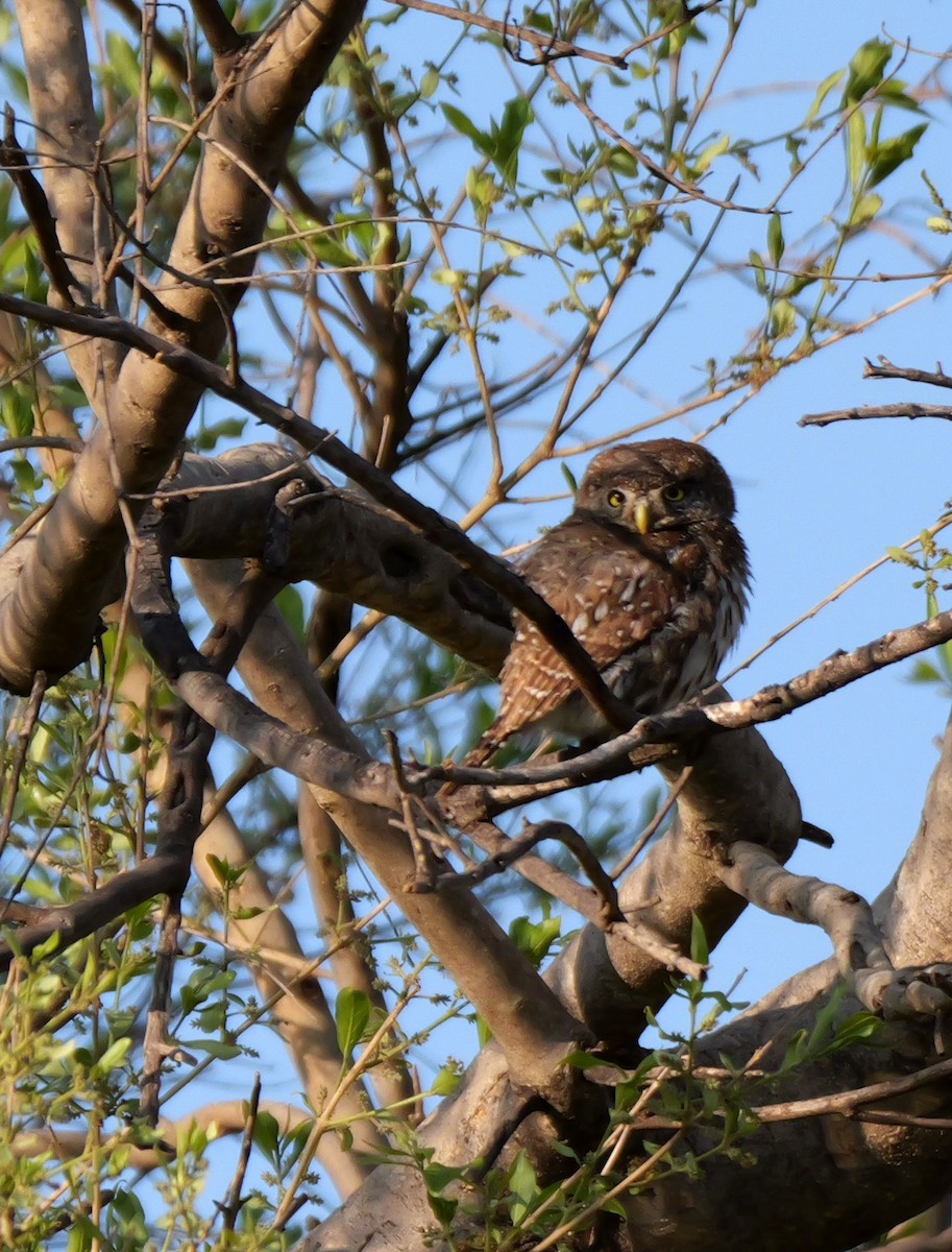 Pearl-spotted Owlet - ML644094281