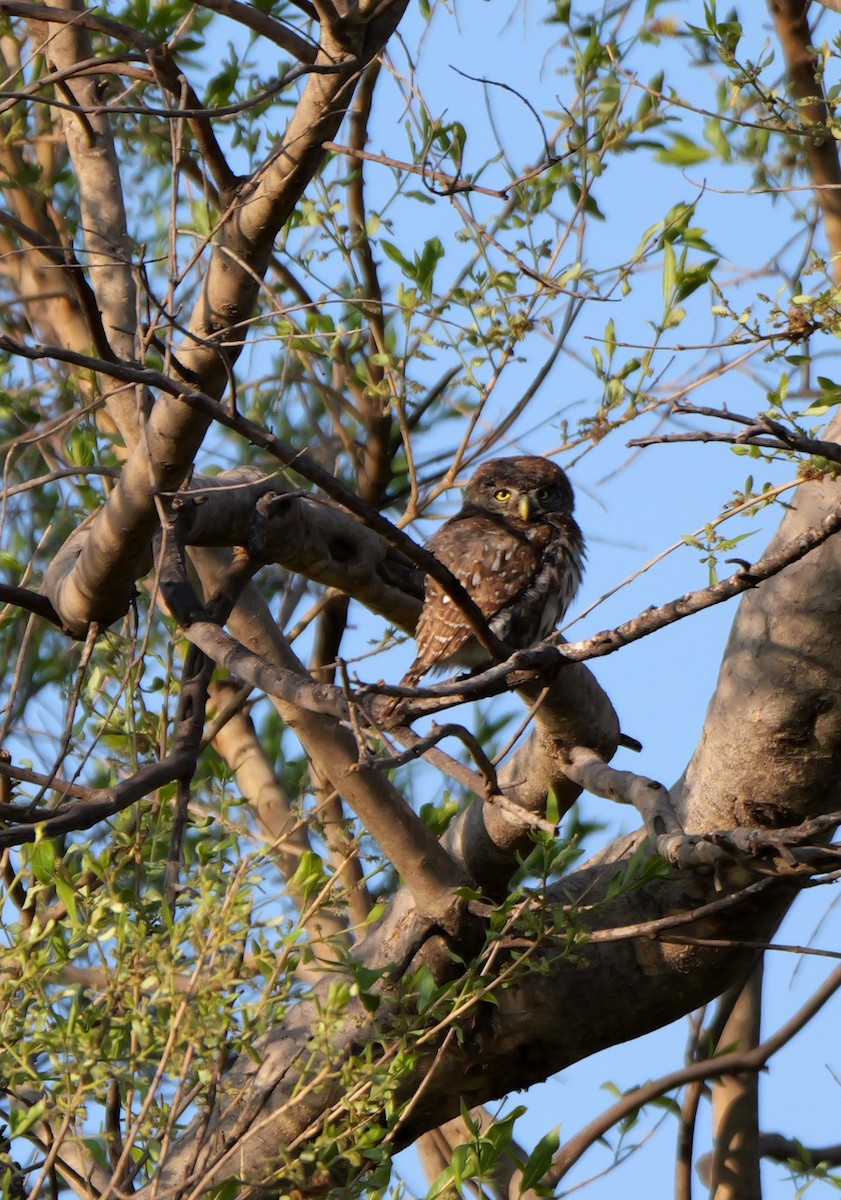 Pearl-spotted Owlet - ML644094282