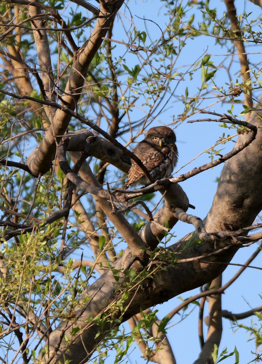 Pearl-spotted Owlet - ML644094283
