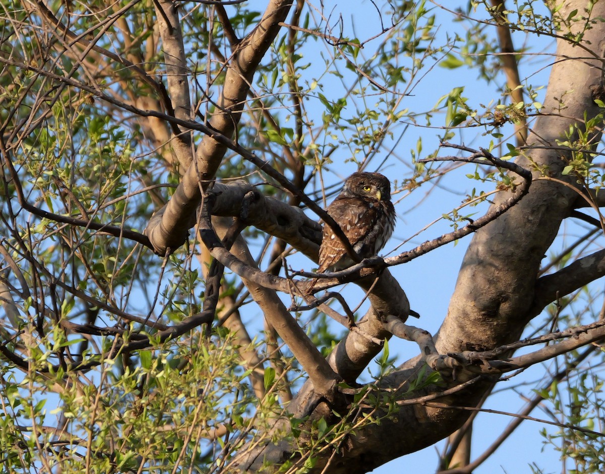Pearl-spotted Owlet - ML644094284