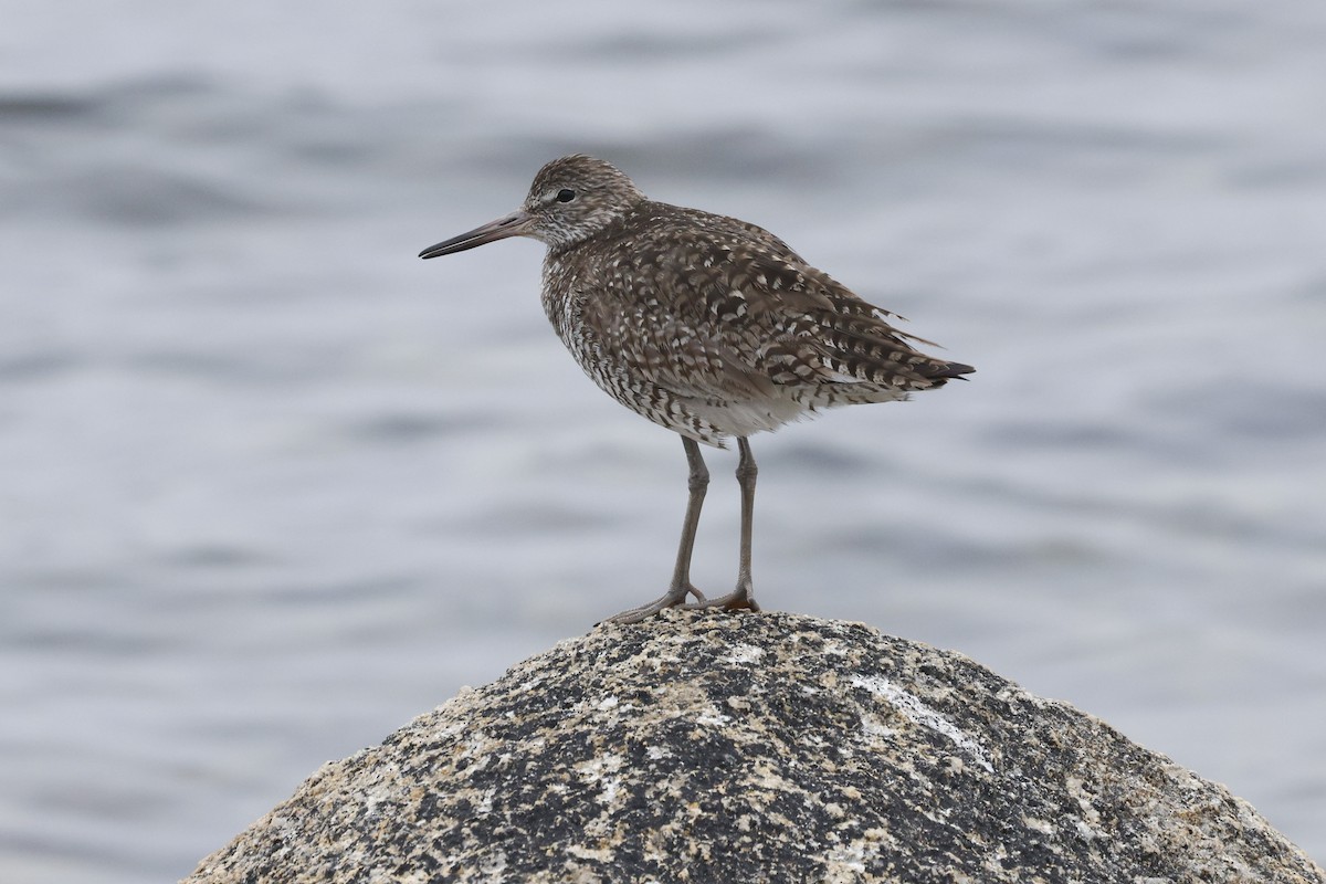 Willet - ML644094289