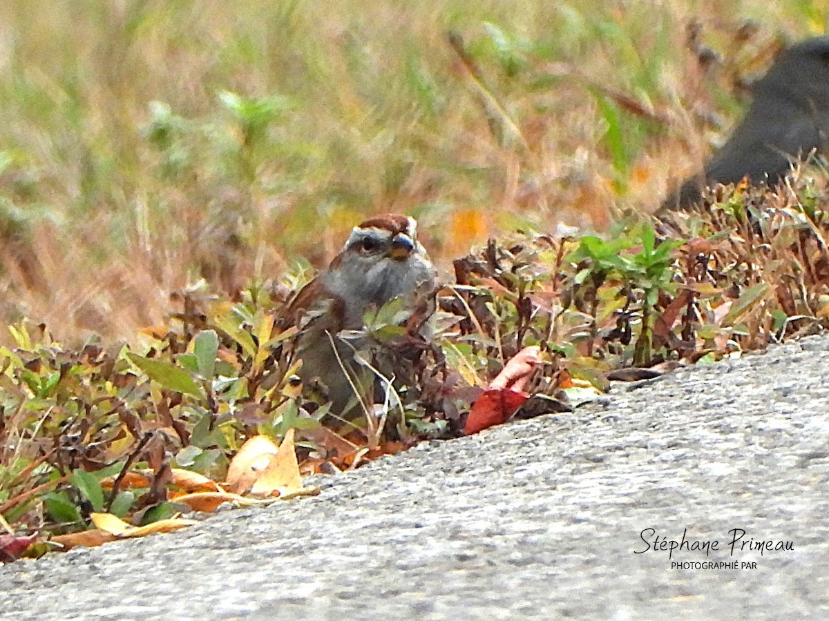 American Tree Sparrow - ML644094292