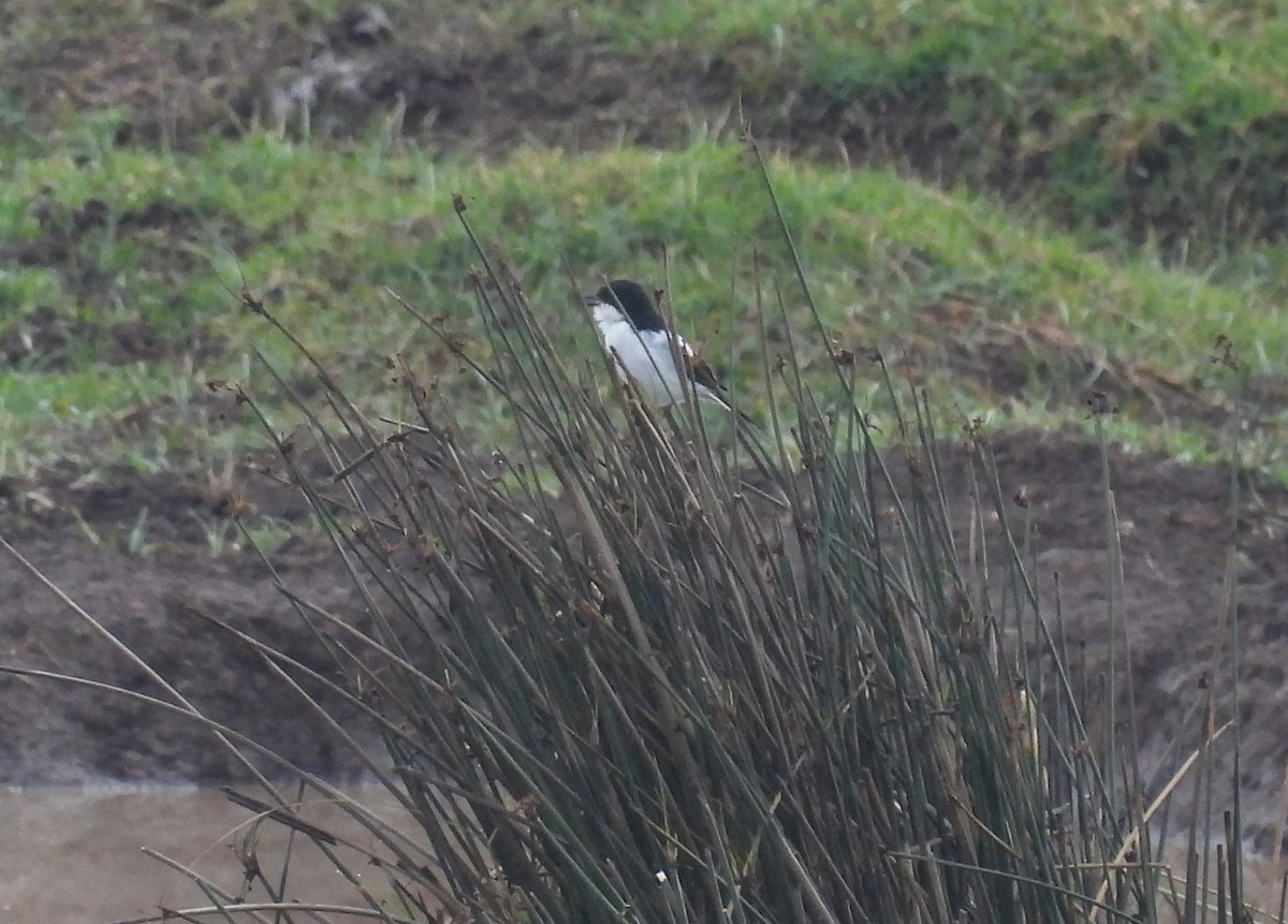 Northern Fiscal - ML644094300