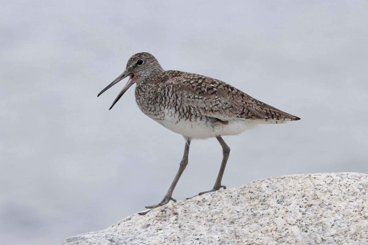 Willet - ML644094311