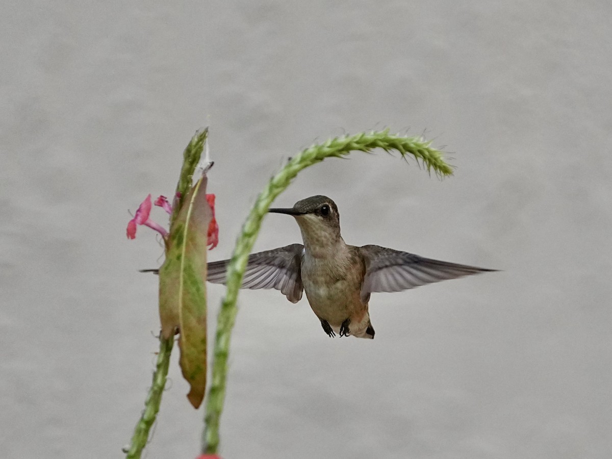 Ruby-throated Hummingbird - ML644094321