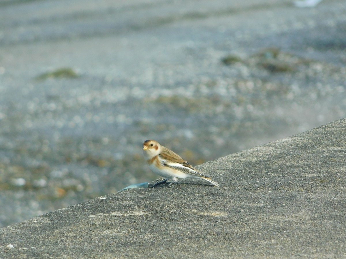 Snow Bunting - ML644094323