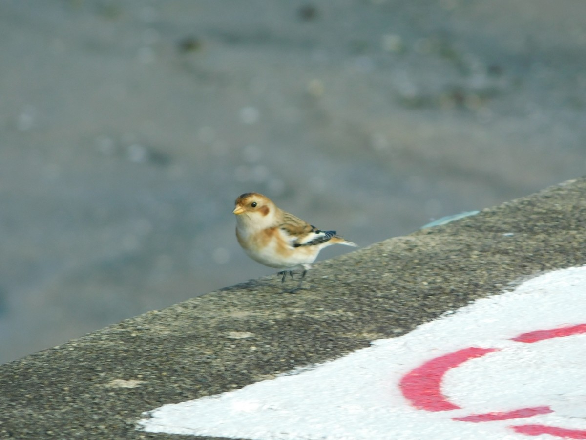 Snow Bunting - ML644094324