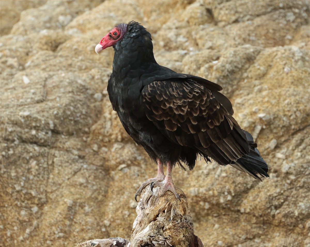 Urubu à tête rouge - ML644094330