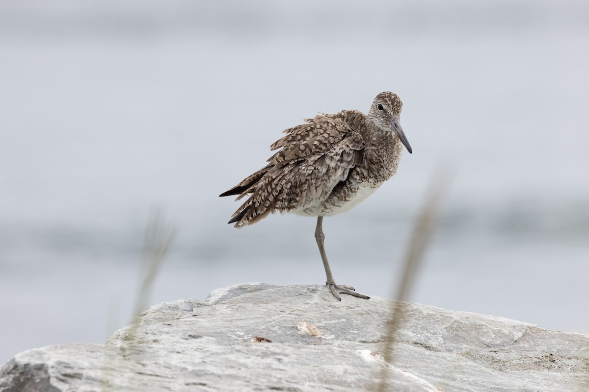 Willet - ML644094334