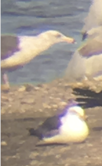 Western Gull - ML644094340