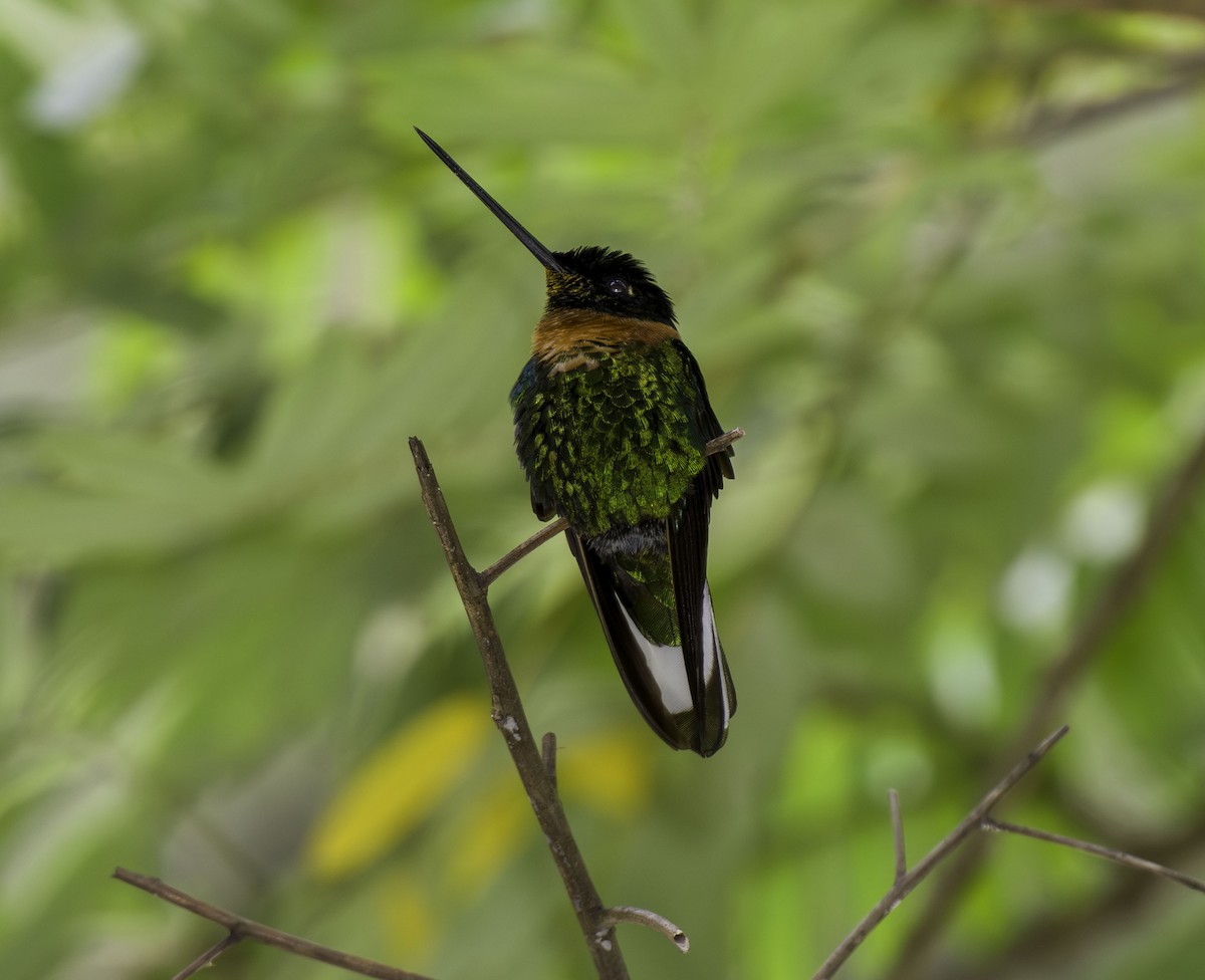 Gould's Inca - ML644094341