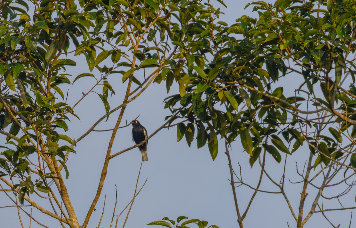 White-tailed Cotinga - ML644094347