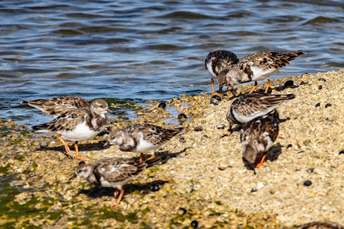 Ruddy Turnstone - ML644094371