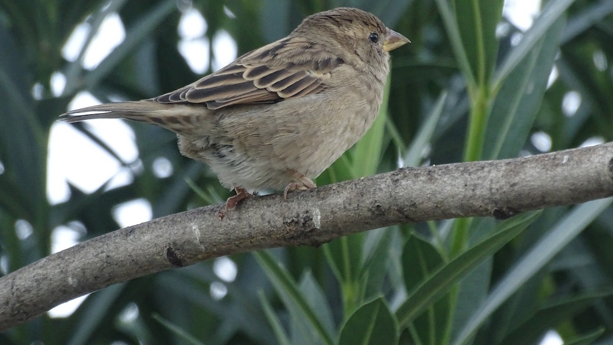 House Sparrow - ML644094381