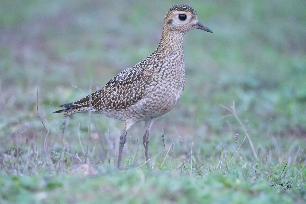European Golden-Plover - ML644094390
