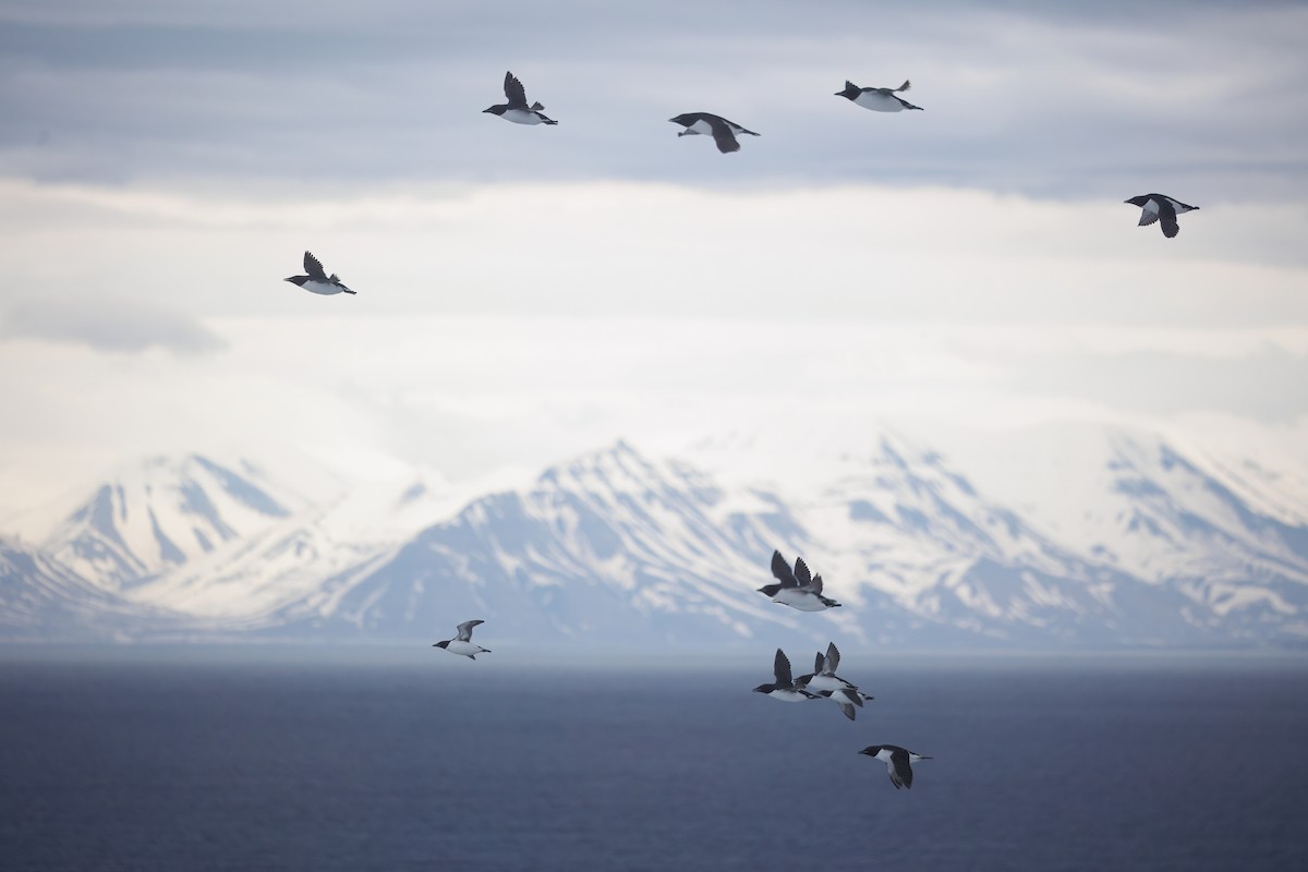 Толстоклювая кайра - ML644094406