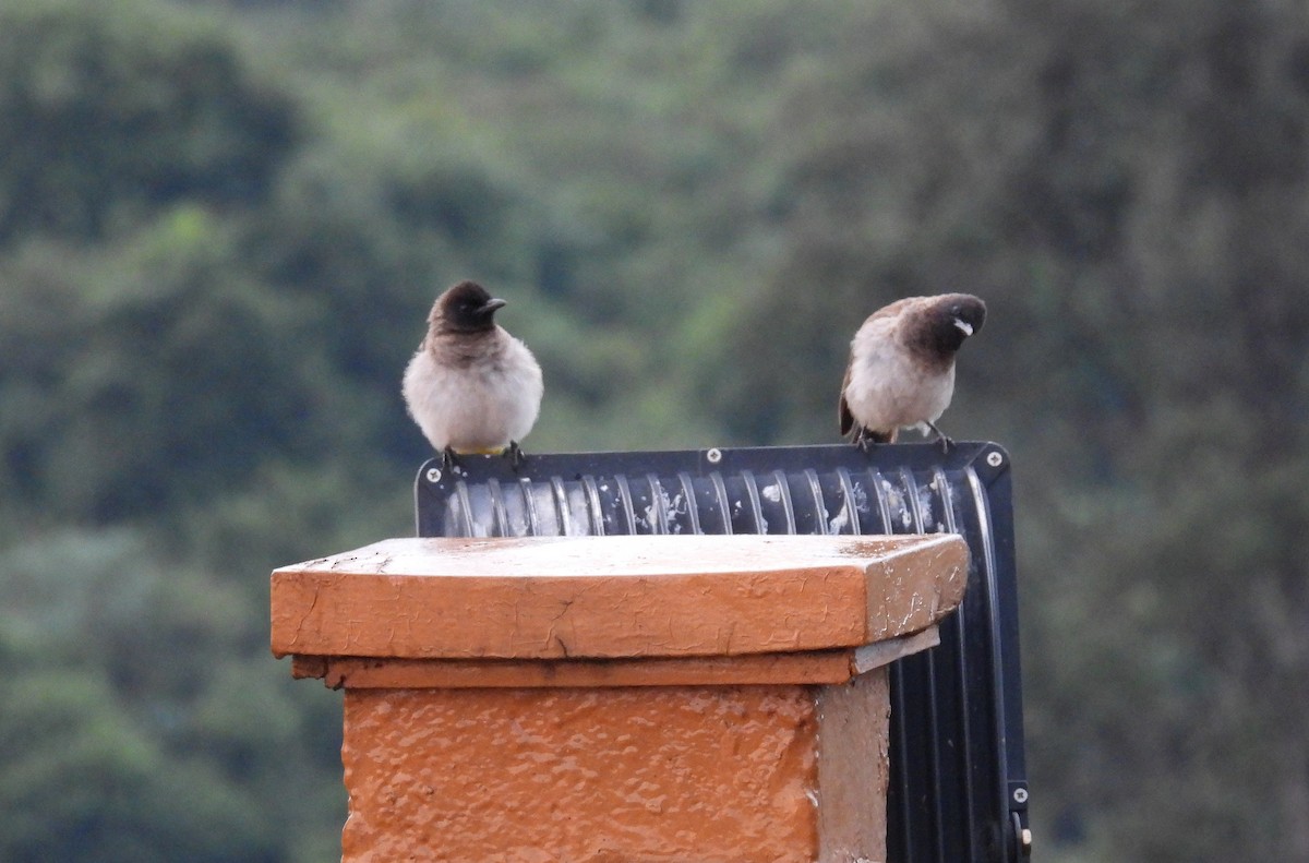 Common Bulbul - ML644094411