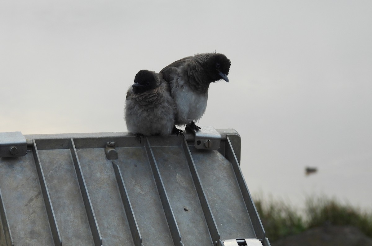 Common Bulbul - ML644094412