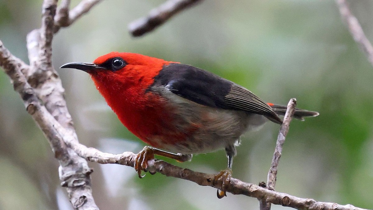 kanakhonningeter - ML644094426