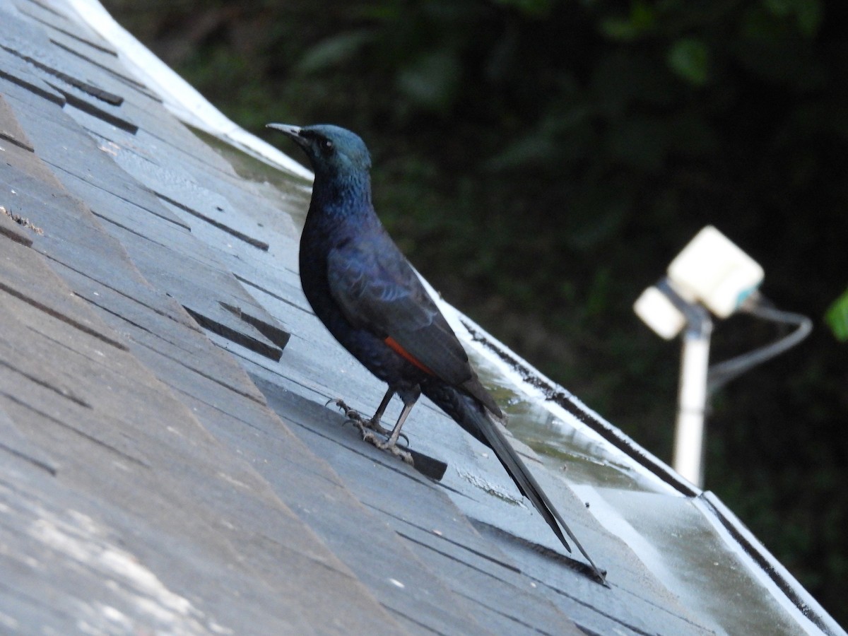 Red-winged Starling - ML644094429
