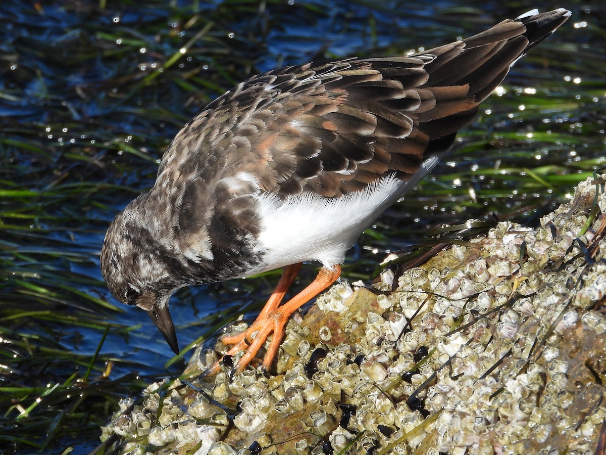 Ruddy Turnstone - ML644094434