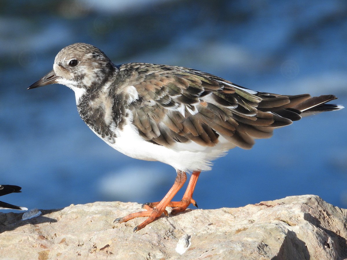 Ruddy Turnstone - ML644094435