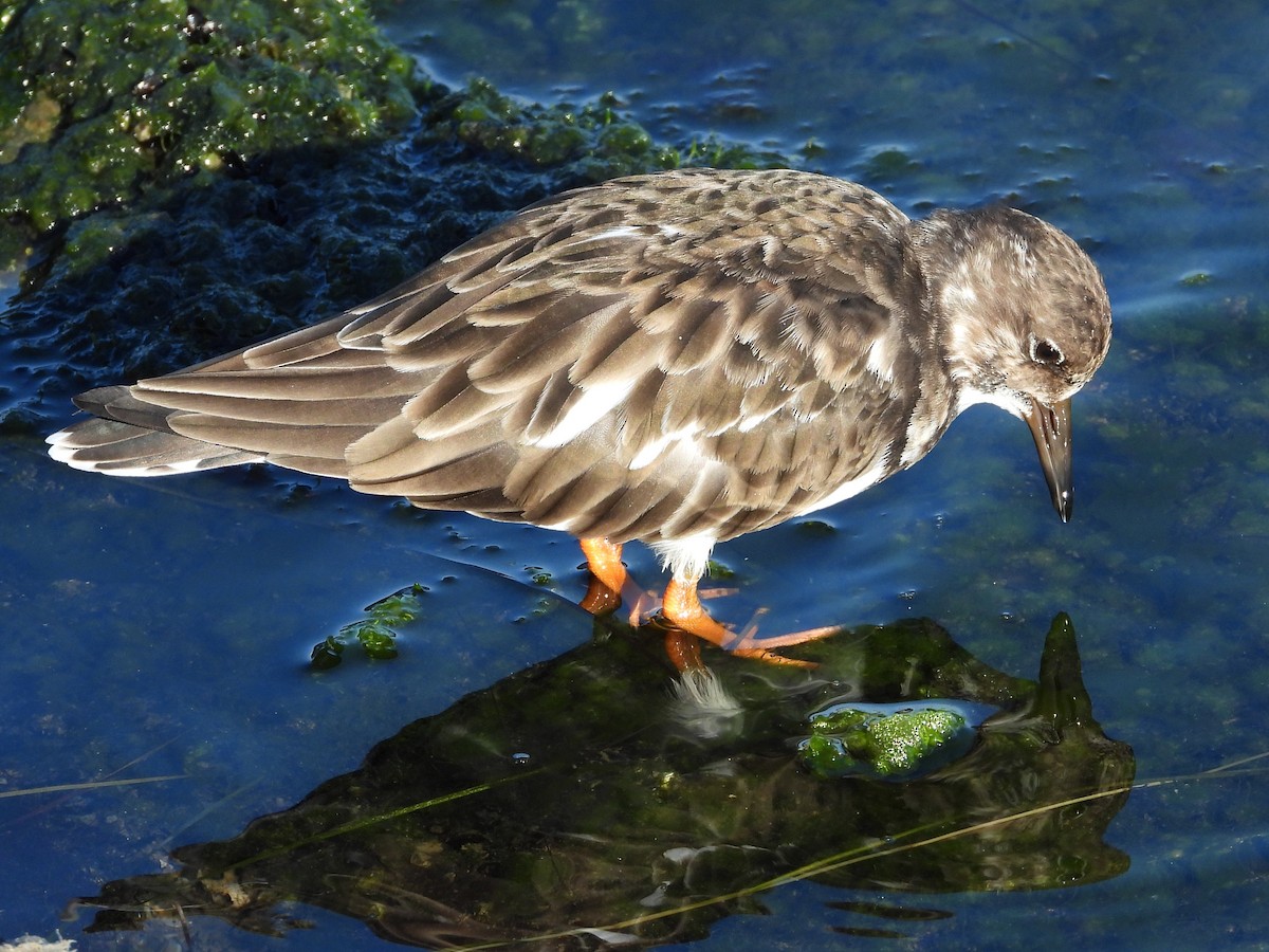 Ruddy Turnstone - ML644094436