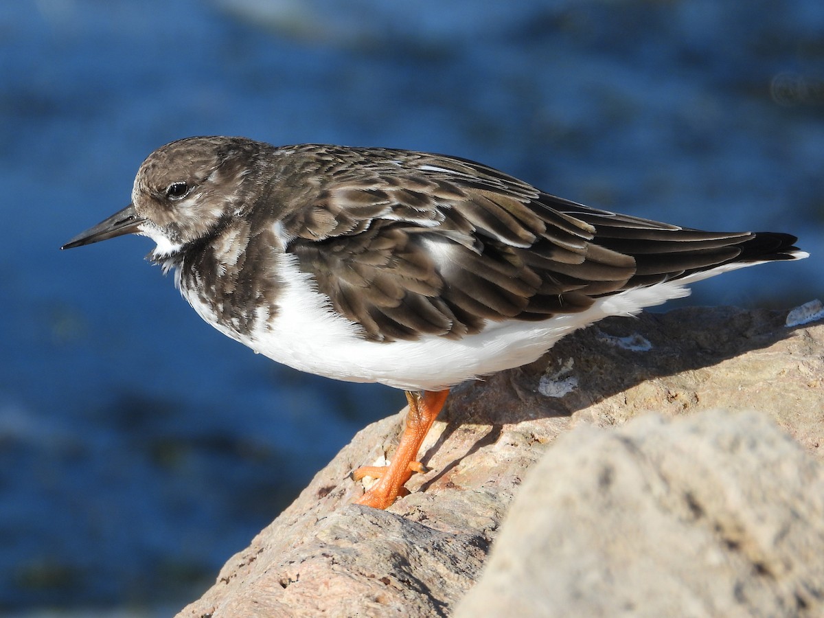 Ruddy Turnstone - ML644094437
