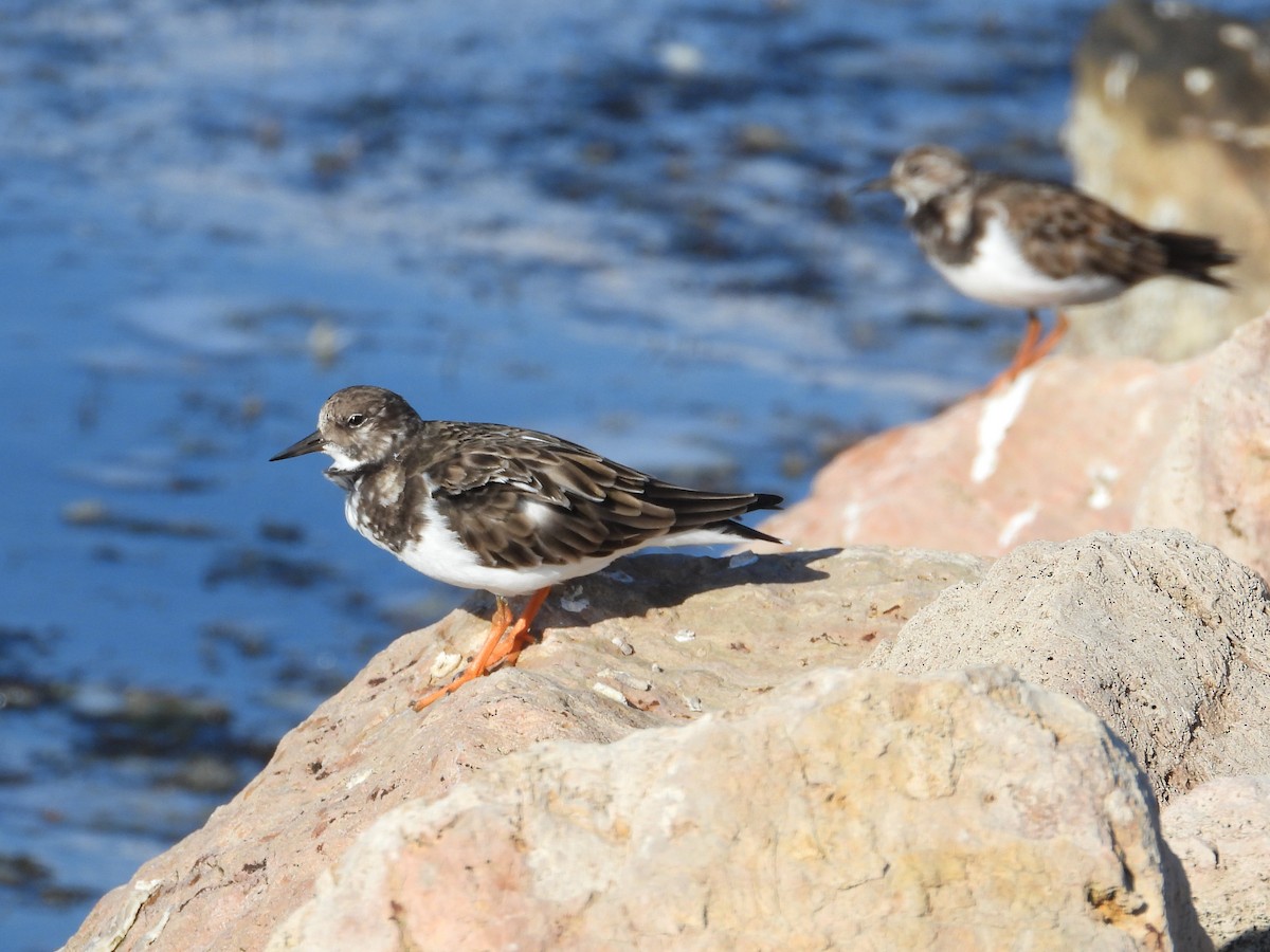 Ruddy Turnstone - ML644094438