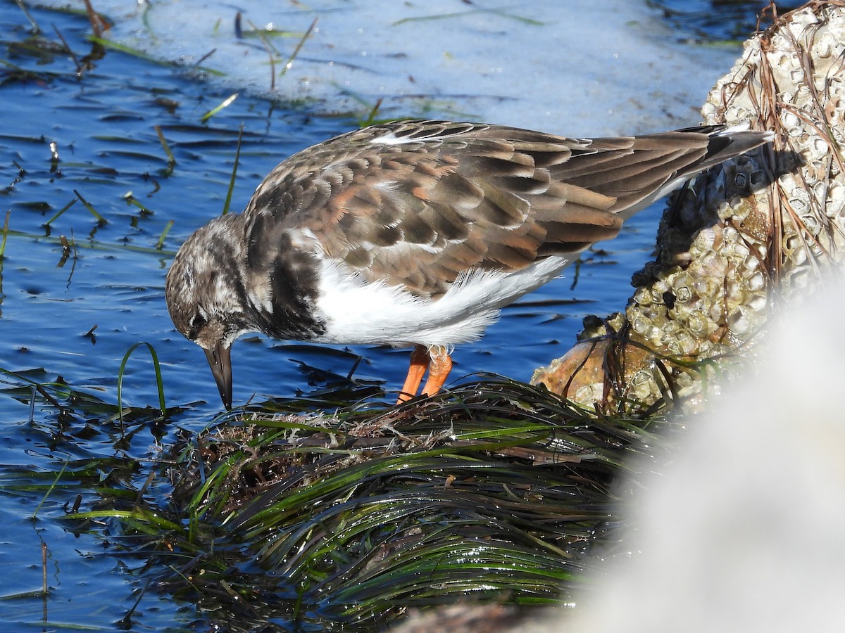 Ruddy Turnstone - ML644094440