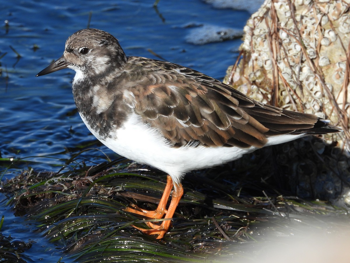 Ruddy Turnstone - ML644094441