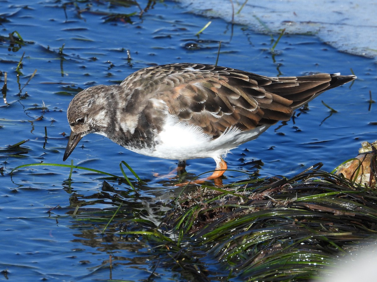 Ruddy Turnstone - ML644094442