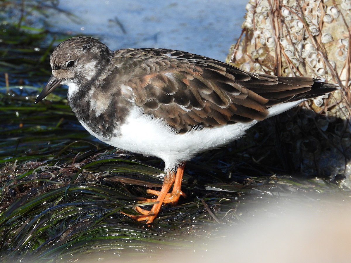 Ruddy Turnstone - ML644094443
