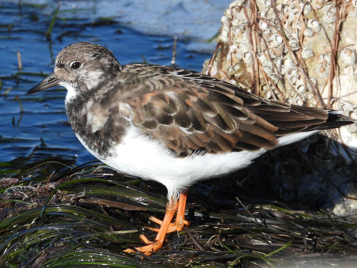 Ruddy Turnstone - ML644094444