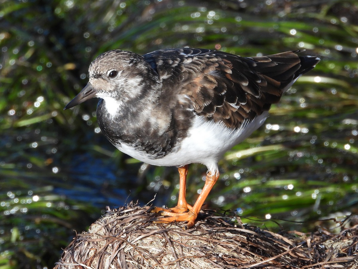 Ruddy Turnstone - ML644094445