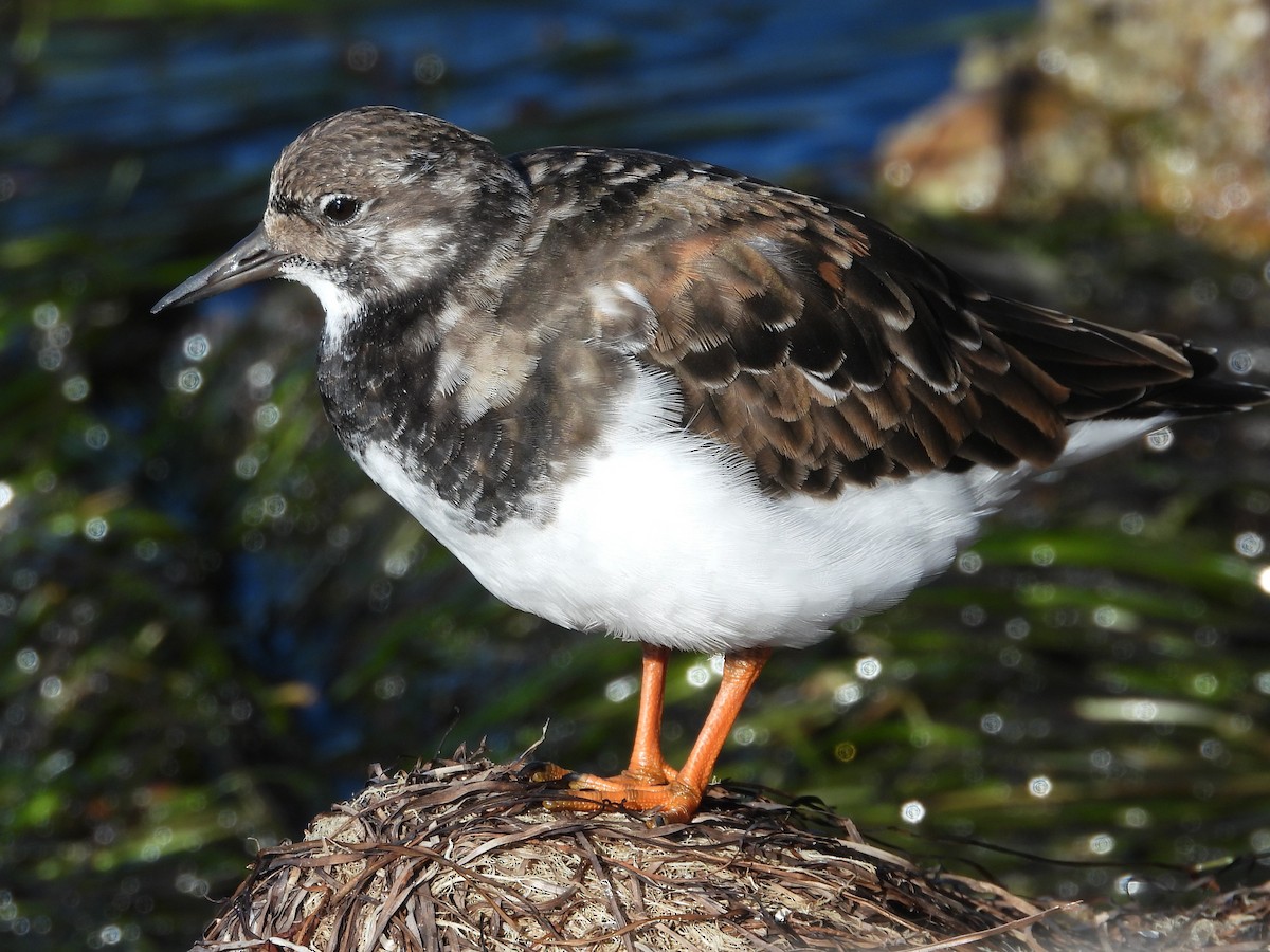 Ruddy Turnstone - ML644094446