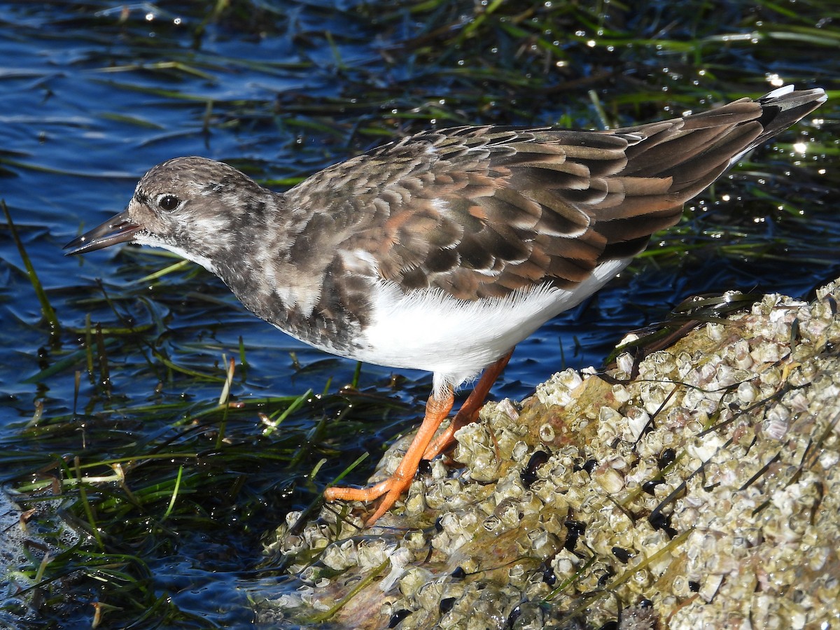 Ruddy Turnstone - ML644094447