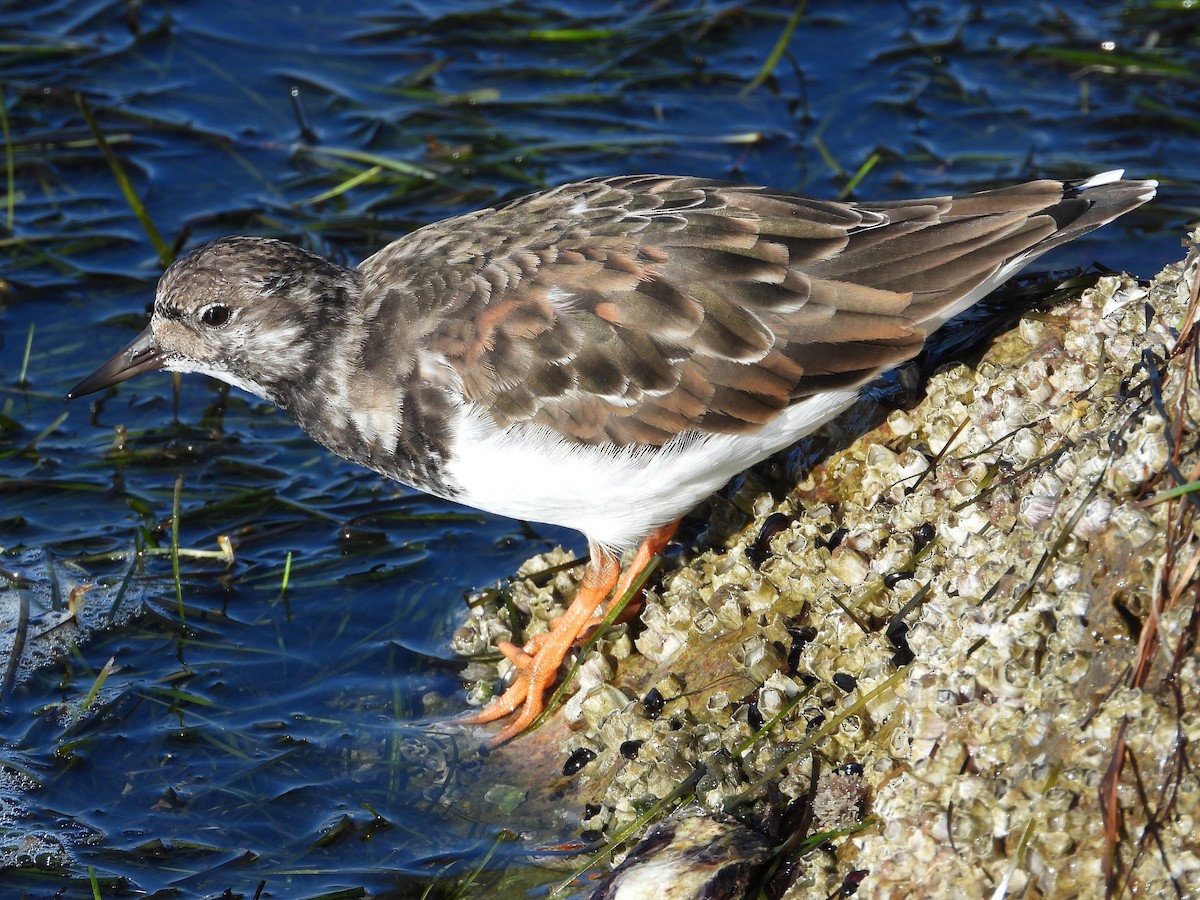 Ruddy Turnstone - ML644094448