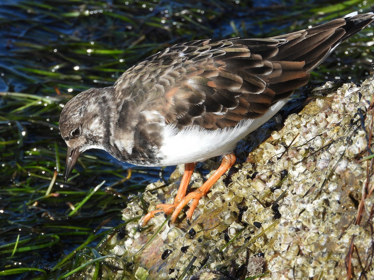 Ruddy Turnstone - ML644094449