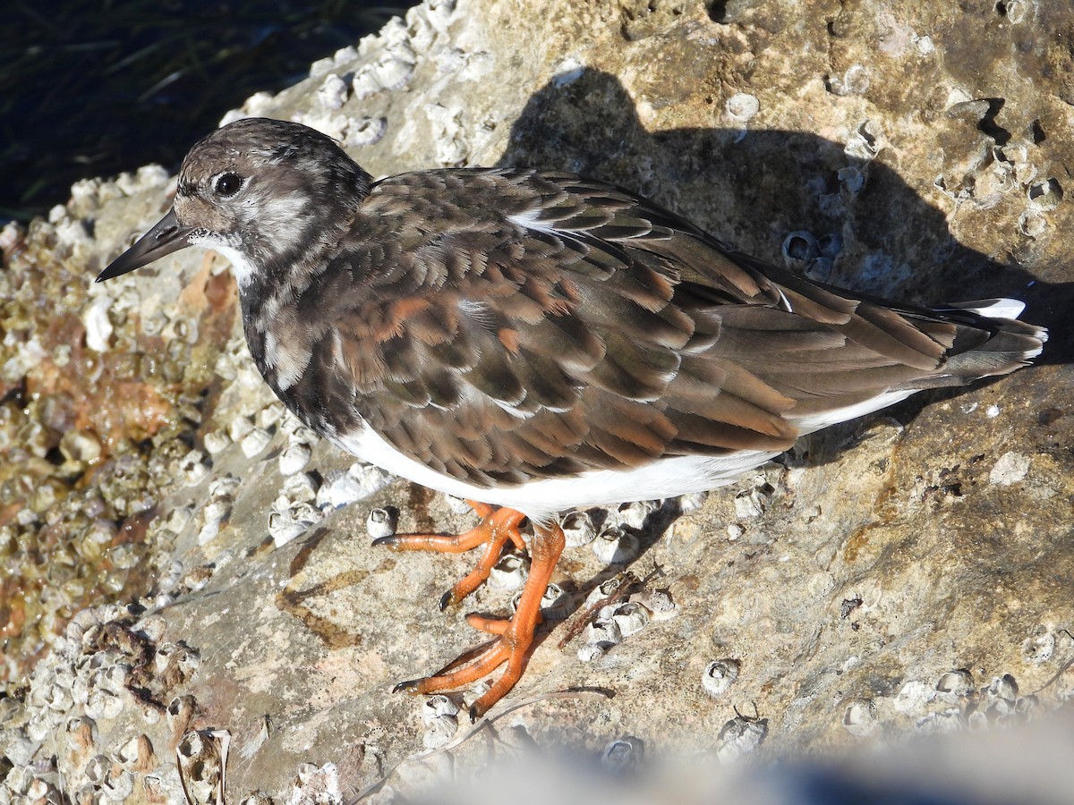 Ruddy Turnstone - ML644094450