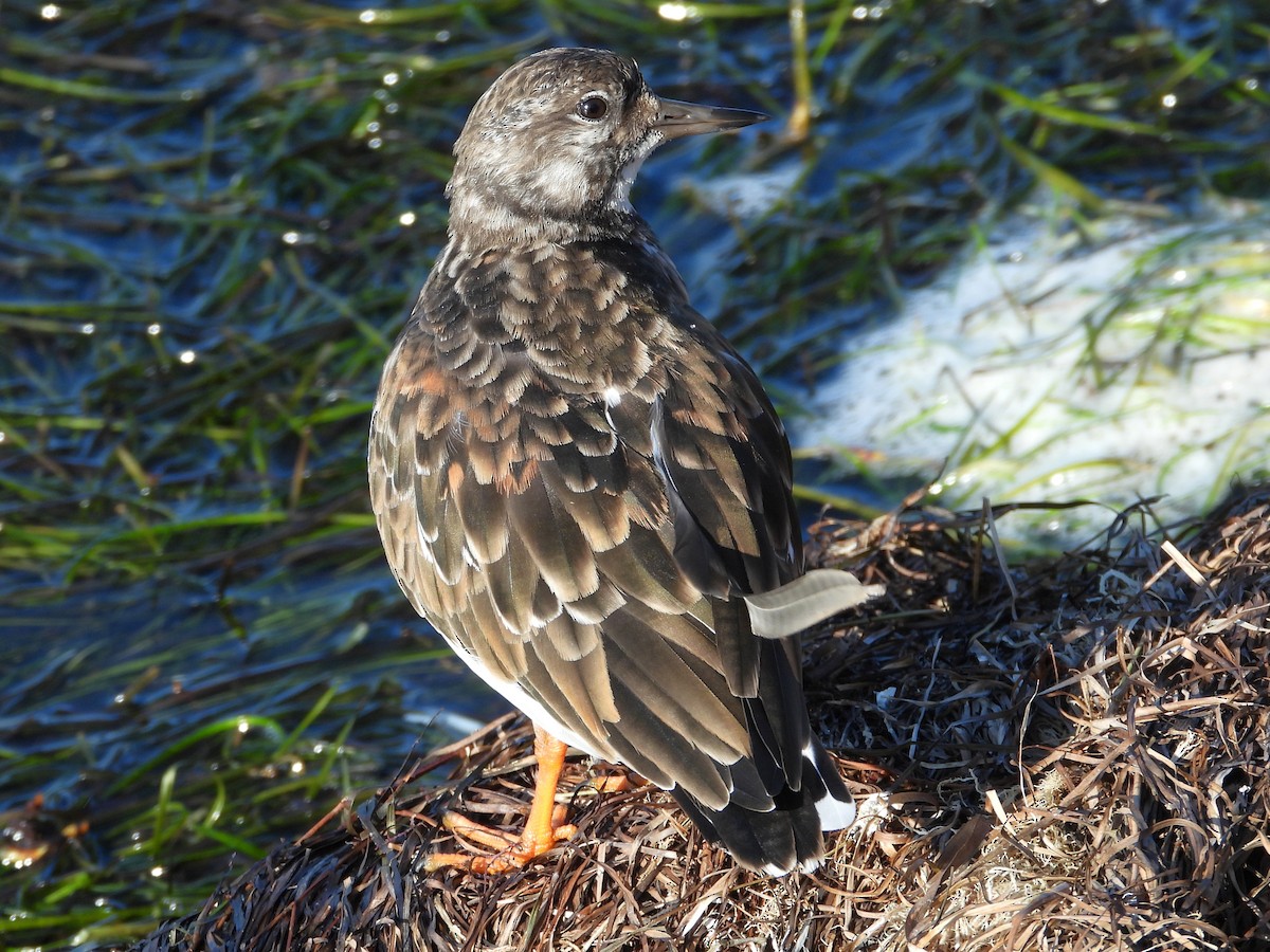 Ruddy Turnstone - ML644094451