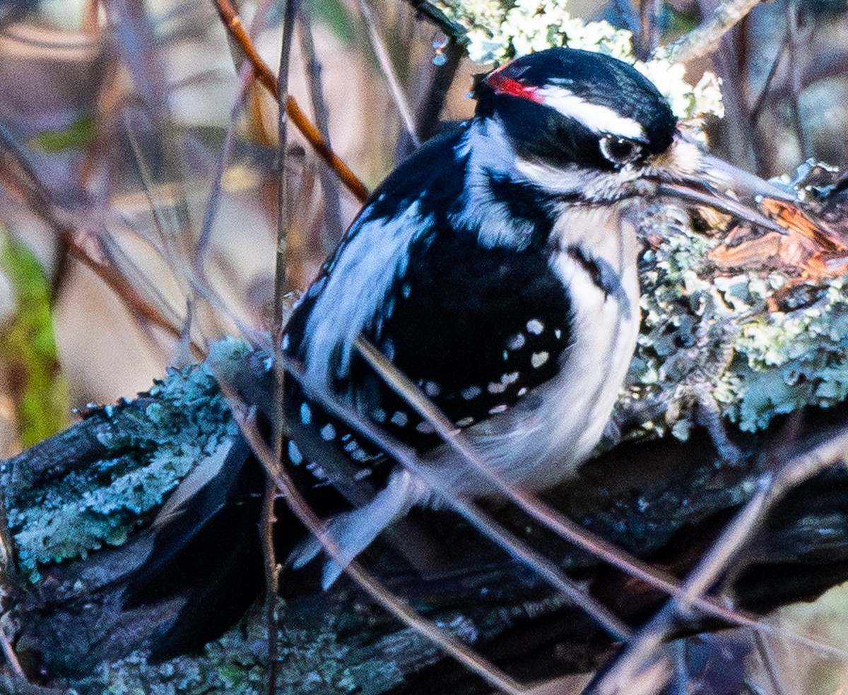 Hairy Woodpecker (Eastern) - ML644094459